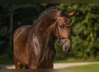 Deutsches Sportpferd, Wallach, 4 Jahre, 165 cm, Dunkelbrauner