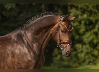 Deutsches Sportpferd, Wallach, 4 Jahre, 165 cm, Dunkelbrauner