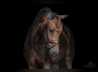 Deutsches Sportpferd, Wallach, 4 Jahre, 165 cm, Dunkelbrauner