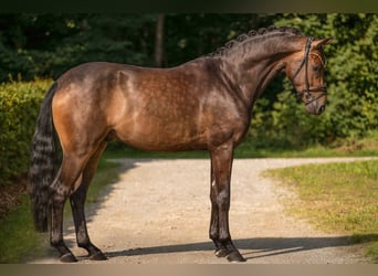 Deutsches Sportpferd, Wallach, 4 Jahre, 165 cm, Dunkelbrauner