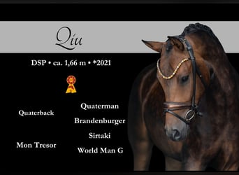 Deutsches Sportpferd, Wallach, 4 Jahre, 165 cm, Dunkelbrauner