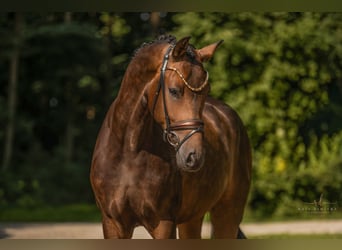Deutsches Sportpferd, Wallach, 4 Jahre, 165 cm, Dunkelbrauner