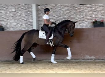 Deutsches Sportpferd, Wallach, 4 Jahre, 165 cm, Dunkelbrauner