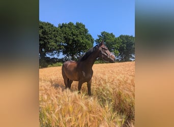 Deutsches Sportpferd, Wallach, 4 Jahre, 165 cm, Dunkelbrauner