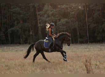 Deutsches Sportpferd, Wallach, 4 Jahre, 165 cm, Dunkelbrauner