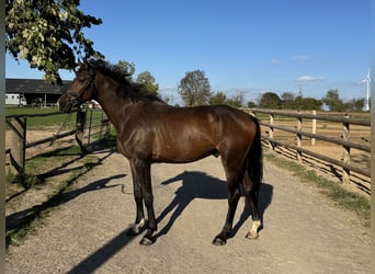 Deutsches Sportpferd, Wallach, 4 Jahre, 165 cm, Dunkelbrauner