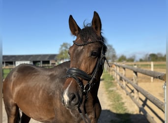 Deutsches Sportpferd, Wallach, 4 Jahre, 165 cm, Dunkelbrauner