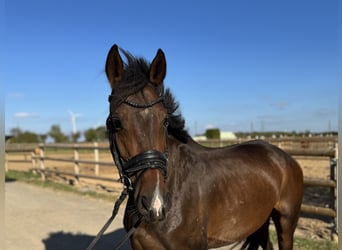 Deutsches Sportpferd, Wallach, 4 Jahre, 165 cm, Dunkelbrauner