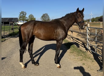 Deutsches Sportpferd, Wallach, 4 Jahre, 165 cm, Dunkelbrauner