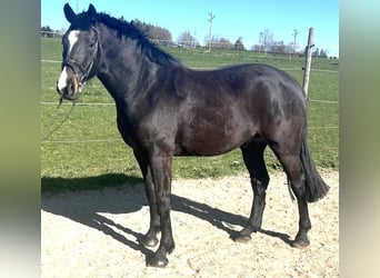 Deutsches Sportpferd, Wallach, 4 Jahre, 165 cm, Dunkelbrauner