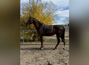 Deutsches Sportpferd, Wallach, 4 Jahre, 165 cm, Dunkelfuchs