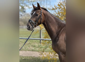 Deutsches Sportpferd, Wallach, 4 Jahre, 165 cm, Dunkelfuchs