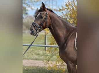 Deutsches Sportpferd, Wallach, 4 Jahre, 165 cm, Dunkelfuchs