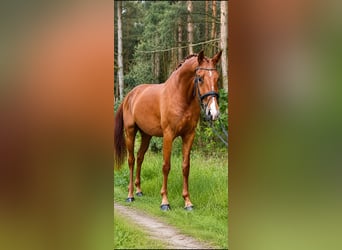 Deutsches Sportpferd, Wallach, 4 Jahre, 165 cm, Dunkelfuchs