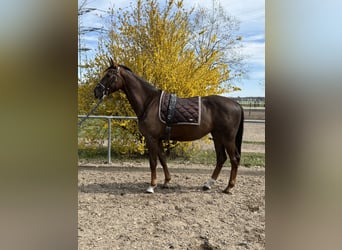 Deutsches Sportpferd, Wallach, 4 Jahre, 165 cm, Dunkelfuchs