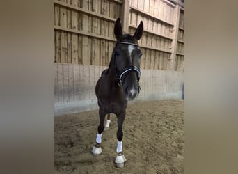 Deutsches Sportpferd, Wallach, 4 Jahre, 165 cm, Dunkelfuchs