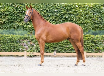 Deutsches Sportpferd, Wallach, 4 Jahre, 165 cm, Fuchs