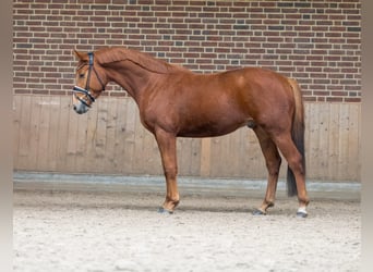 Deutsches Sportpferd, Wallach, 4 Jahre, 165 cm, Fuchs