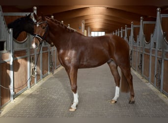 Deutsches Sportpferd, Wallach, 4 Jahre, 165 cm, Fuchs