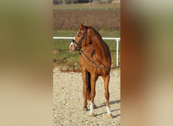 Deutsches Sportpferd, Wallach, 4 Jahre, 165 cm, Fuchs