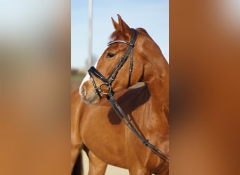 Deutsches Sportpferd, Wallach, 4 Jahre, 165 cm, Fuchs