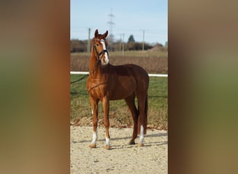 Deutsches Sportpferd, Wallach, 4 Jahre, 165 cm, Fuchs