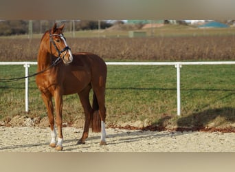 Deutsches Sportpferd, Wallach, 4 Jahre, 165 cm, Fuchs