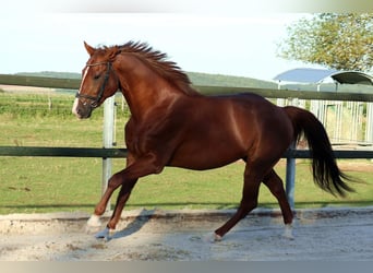 Deutsches Sportpferd, Wallach, 4 Jahre, 165 cm, Fuchs