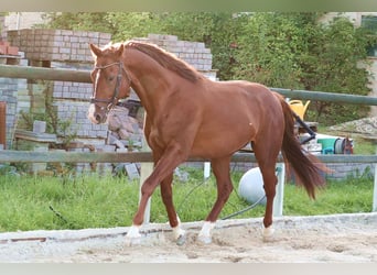 Deutsches Sportpferd, Wallach, 4 Jahre, 165 cm, Fuchs