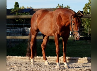 Deutsches Sportpferd, Wallach, 4 Jahre, 165 cm, Fuchs