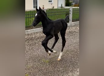 Deutsches Sportpferd, Wallach, 4 Jahre, 165 cm, Rappe