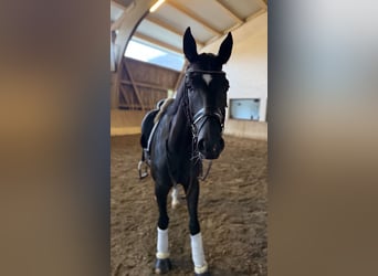 Deutsches Sportpferd, Wallach, 4 Jahre, 165 cm, Rappe