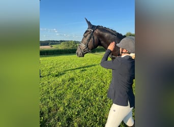 Deutsches Sportpferd, Wallach, 4 Jahre, 165 cm, Rappe