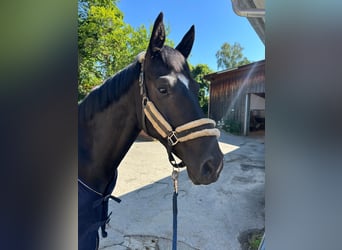 Deutsches Sportpferd, Wallach, 4 Jahre, 165 cm, Rappe