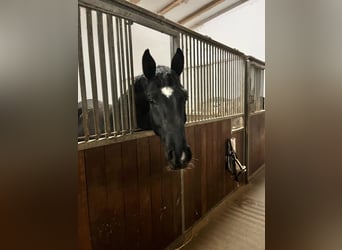 Deutsches Sportpferd, Wallach, 4 Jahre, 165 cm, Rappe