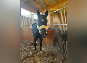 Deutsches Sportpferd, Wallach, 4 Jahre, 165 cm, Rappe