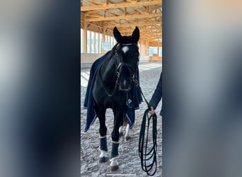 Deutsches Sportpferd, Wallach, 4 Jahre, 165 cm, Rappe