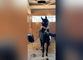 Deutsches Sportpferd, Wallach, 4 Jahre, 165 cm, Rappe
