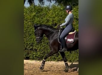 Deutsches Sportpferd, Wallach, 4 Jahre, 165 cm, Rappe