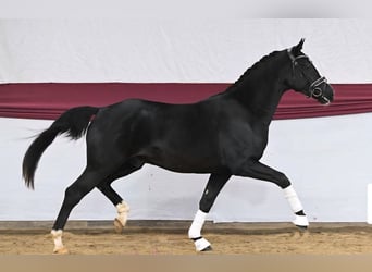 Deutsches Sportpferd, Wallach, 4 Jahre, 165 cm, Rappe
