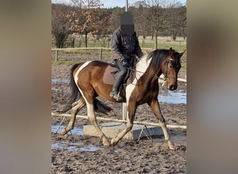 Deutsches Sportpferd, Wallach, 4 Jahre, 165 cm, Schecke