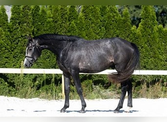 Deutsches Sportpferd, Wallach, 4 Jahre, 165 cm, Schimmel