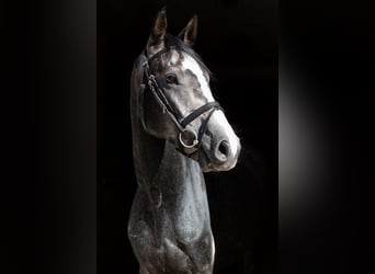 Deutsches Sportpferd, Wallach, 4 Jahre, 165 cm, Schimmel