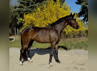 Deutsches Sportpferd, Wallach, 4 Jahre, 165 cm, Schwarzbrauner