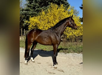 Deutsches Sportpferd, Wallach, 4 Jahre, 165 cm, Schwarzbrauner