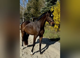 Deutsches Sportpferd, Wallach, 4 Jahre, 165 cm, Schwarzbrauner