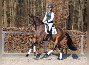 Deutsches Sportpferd, Wallach, 4 Jahre, 165 cm, Schwarzbrauner