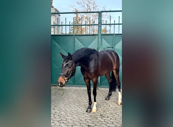 Deutsches Sportpferd, Wallach, 4 Jahre, 165 cm