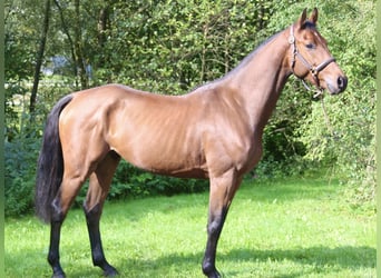 Deutsches Sportpferd, Wallach, 4 Jahre, 165 cm