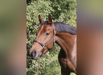 Deutsches Sportpferd, Wallach, 4 Jahre, 165 cm